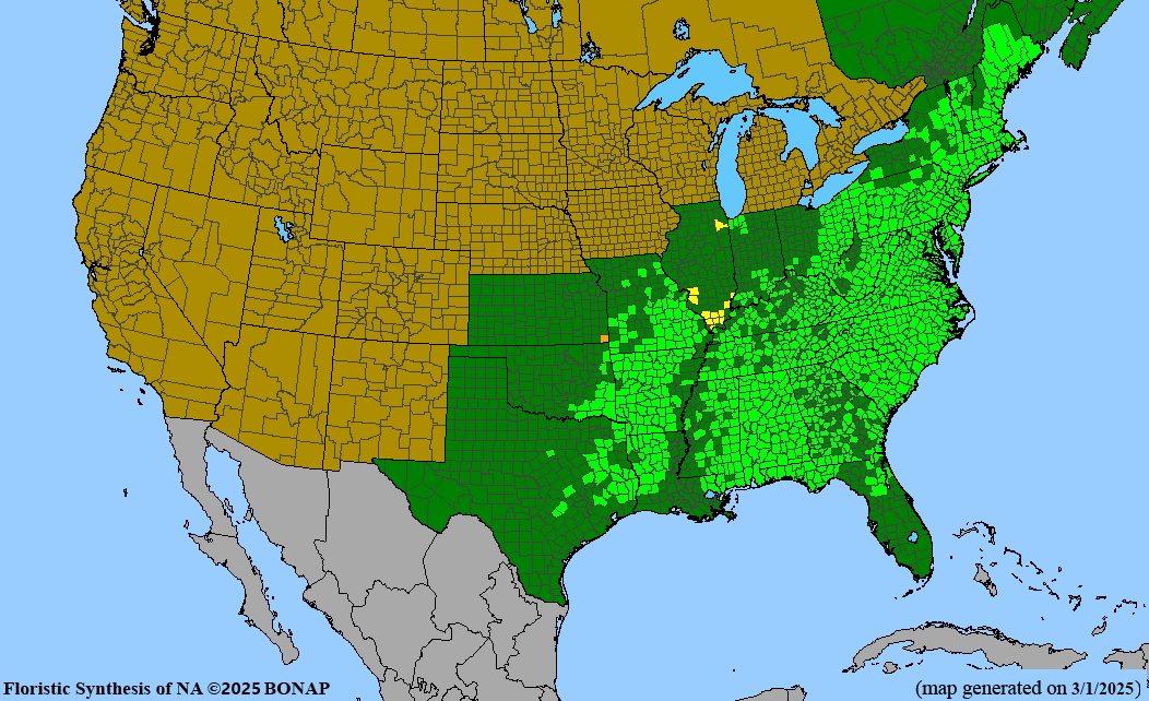 Smooth Alder (Alnus serrulata)