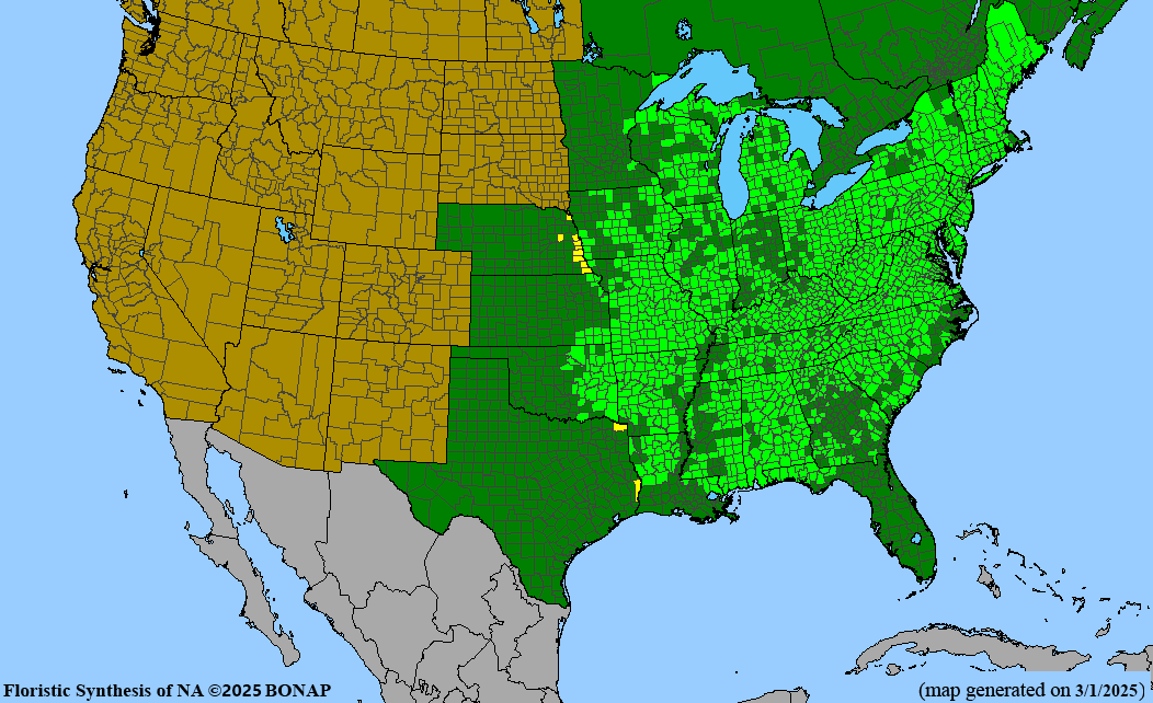Downy Serviceberry (Amelanchier arborea)