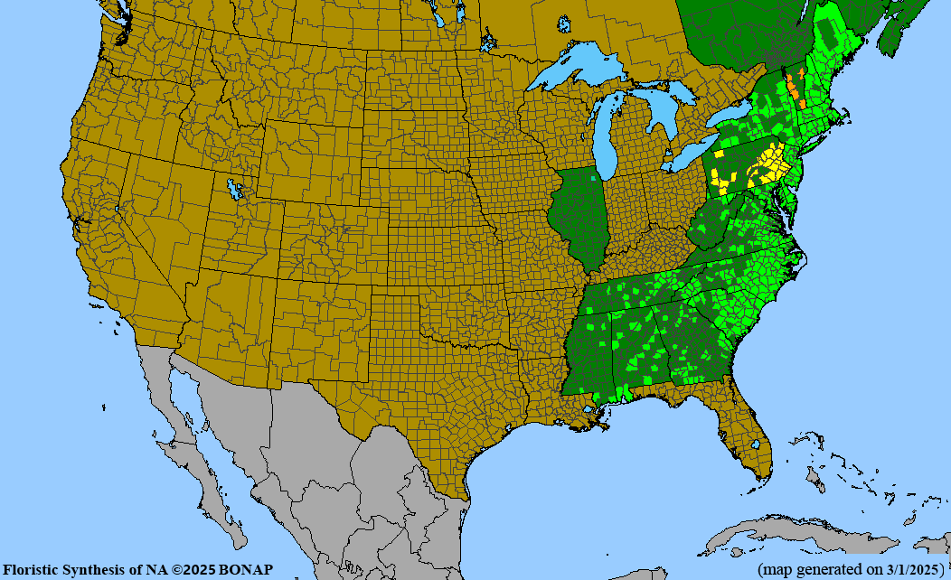 Shadblow Serviceberry (Amelanchier canadensis)