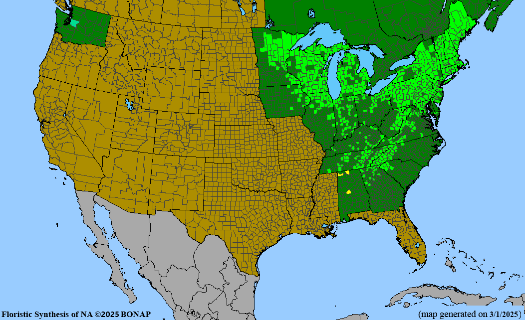 Allegheny Serviceberry (Amelanchier laevis)