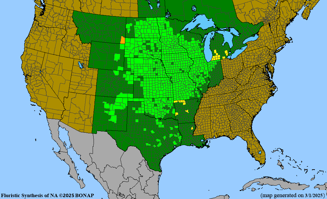 Lead Plant (Amorpha canescens)
