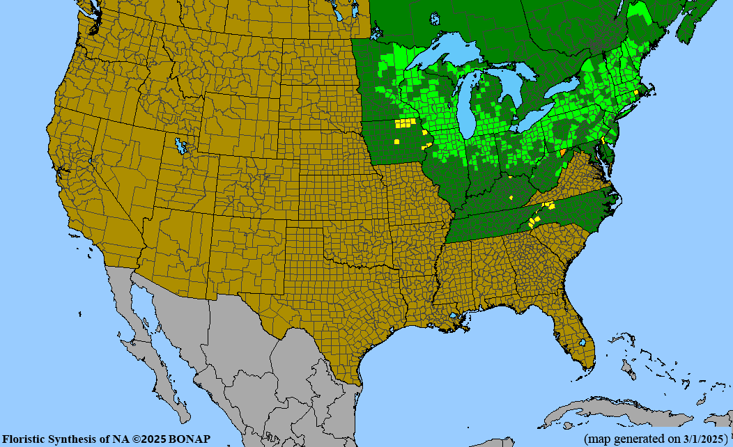 Great Angelica (Angelica atropurpurea) 2x2x3" Pot