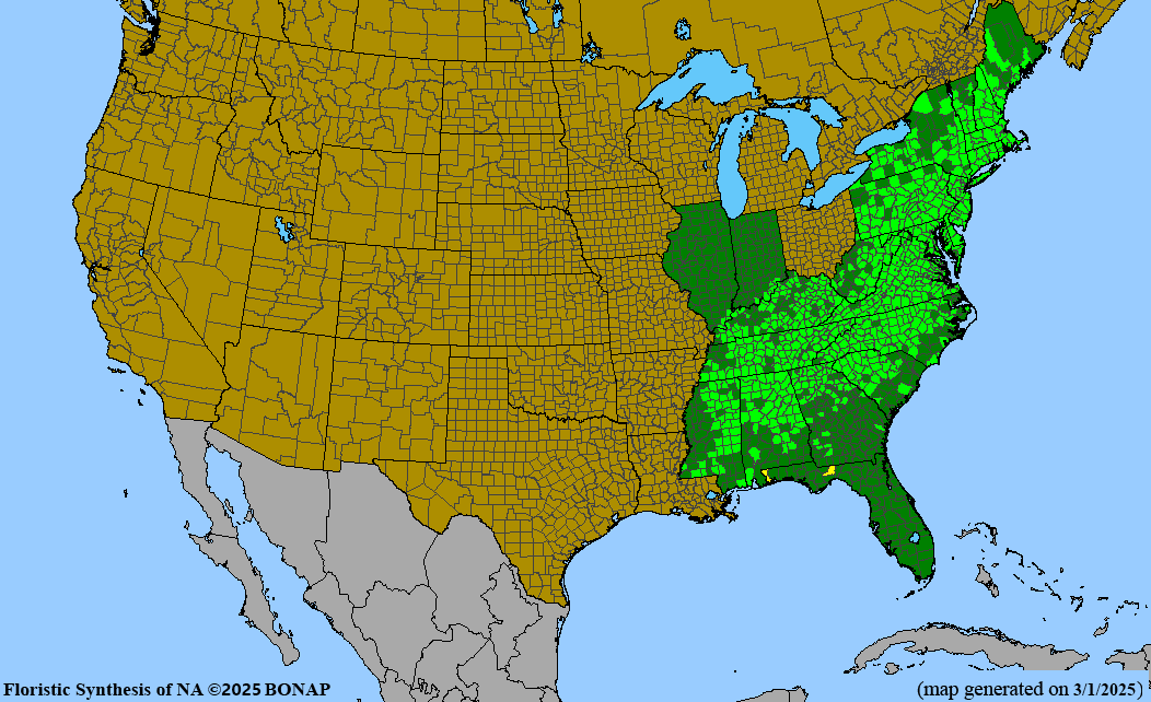Pussytoes (Antennaria plantaginifolia)