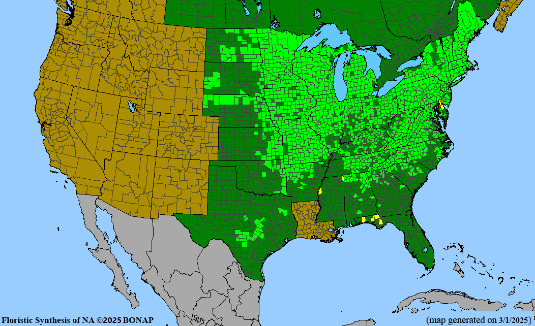 Seed Pack - Columbine (Aquilegia canadensis)