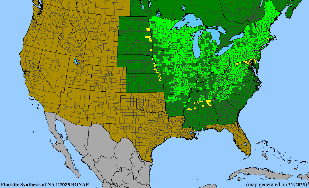 Spikenard (Aralia racemosa)