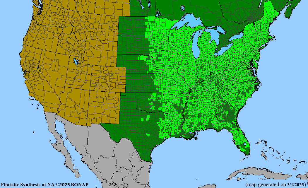 Jack-in-the-Pulpit (Arisaema triphyllum) BARE ROOT
