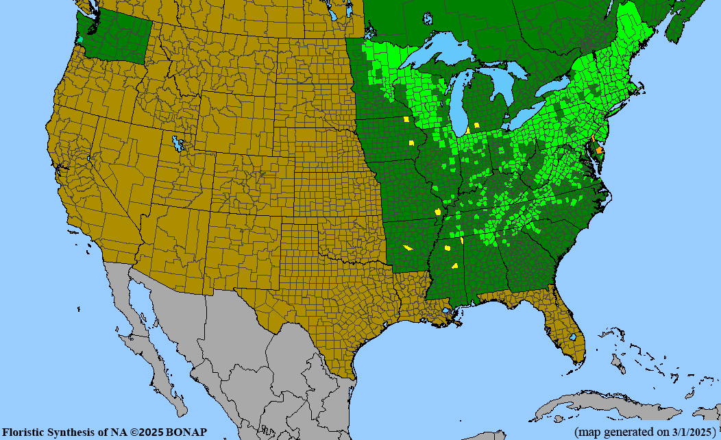 Black Chokeberry (Aronia melanocarpa)