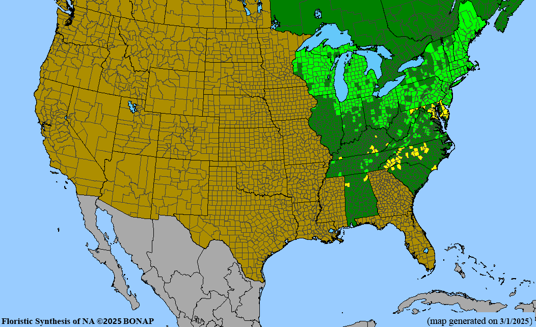 Purple Chokeberry (Aronia prunifolia)