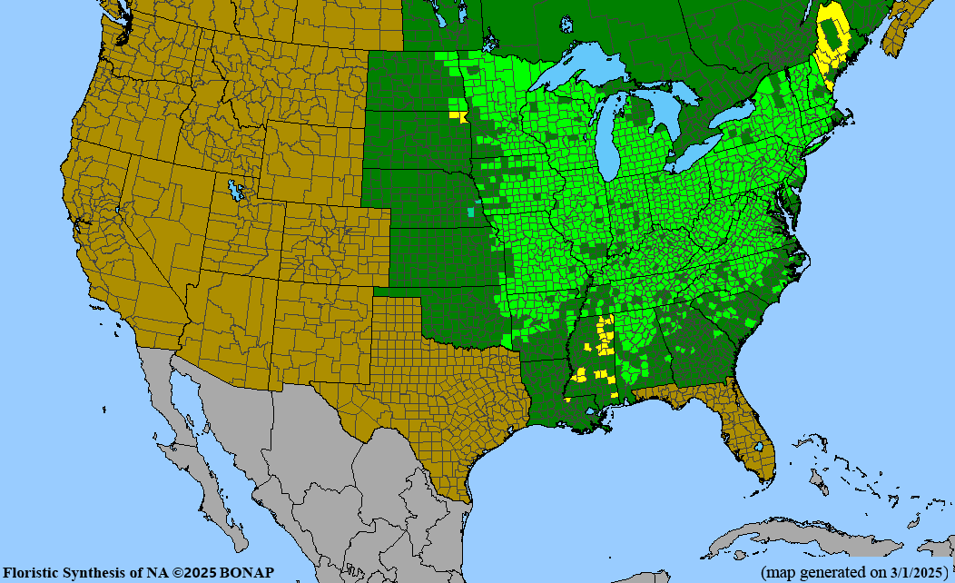 Wild Ginger (Asarum canadense) BARE ROOT