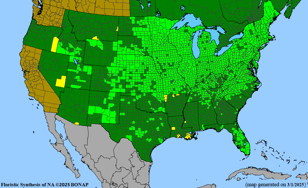 Marsh Milkweed (Asclepias incarnata) 1 GAL