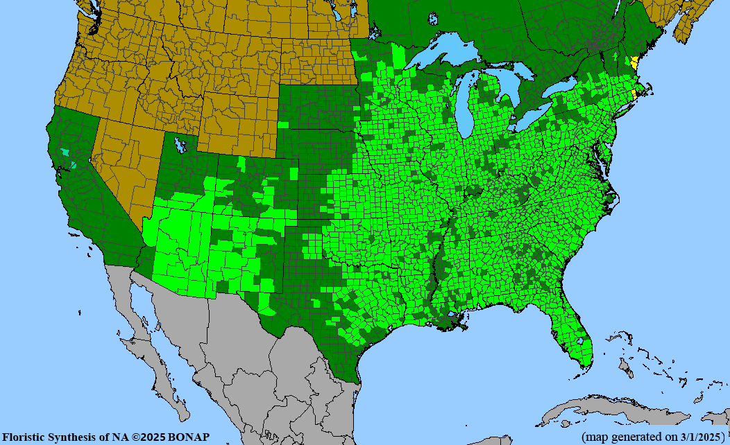 Butterfly Milkweed (Asclepias tuberosa) 1 GAL