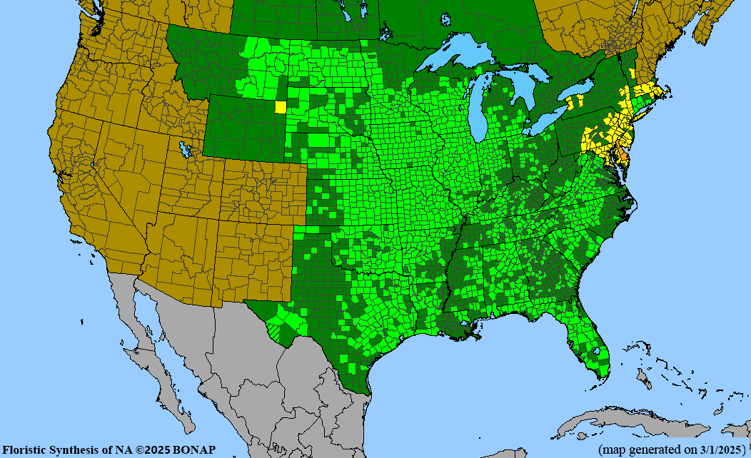 Seed Pack - Whorled Milkweed (Asclepias verticillata)