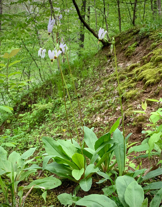 Midland Shooting Star (Dodecatheon meadia) BARE ROOT