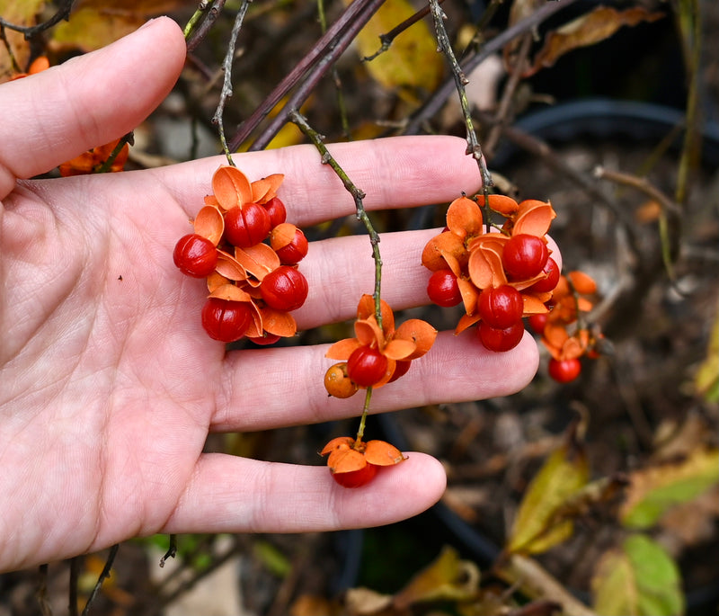 American Bittersweet (Celastrus scandens) 2"x2"x3" Pot