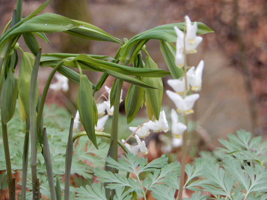 Large-flowered Bellwort (Uvularia grandiflora) BARE ROOT