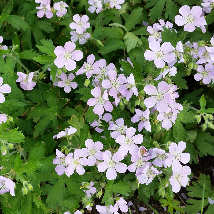 Wild Geranium (Geranium maculatum) BARE ROOT