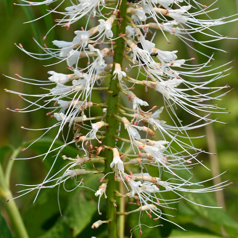 Bottlebrush Buckeye (Aesculus parviflora)