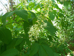 Bottlebrush Buckeye (Aesculus parviflora)