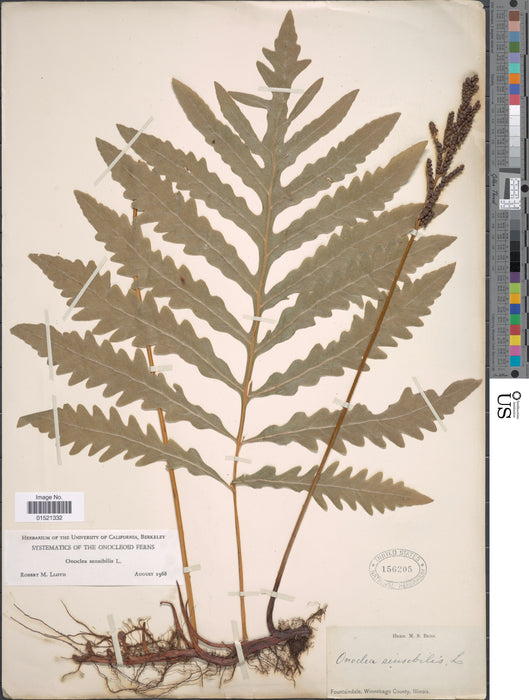 Sensitive Fern (Onoclea sensibilis) BARE ROOT