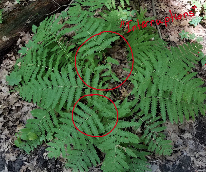 Interrupted Fern (Osmunda claytoniana) BARE ROOT