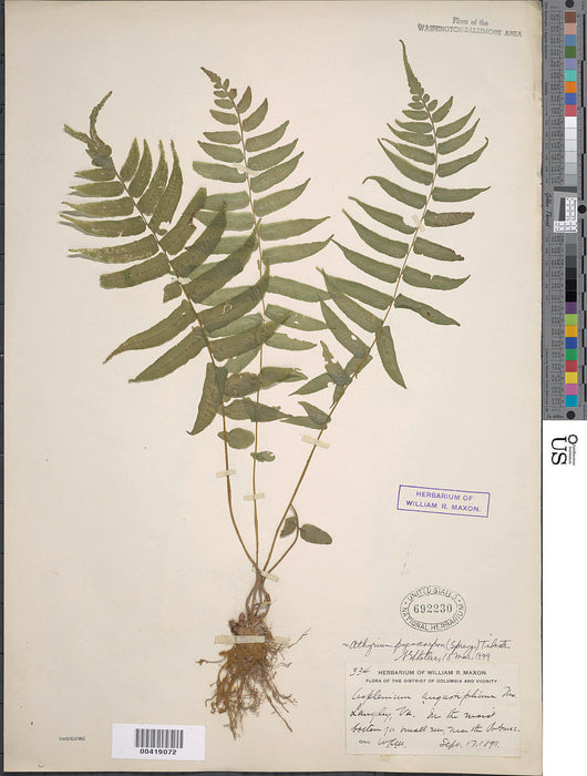 Glade Fern (Diplazium pycnocarpon) BARE ROOT