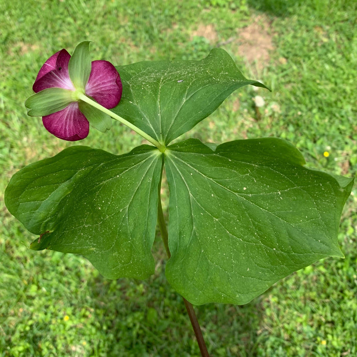 Red Trillium (Trillium erectum) BARE ROOT