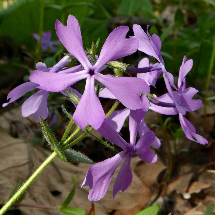 Woodland Phlox (Phlox divaricata) BARE ROOT