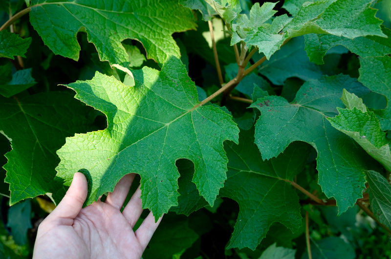 Oakleaf Hydrangea (Hydrangea quercifolia)