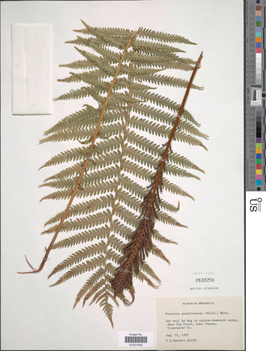 Ostrich Fern (Matteuccia struthiopteris) BARE ROOT