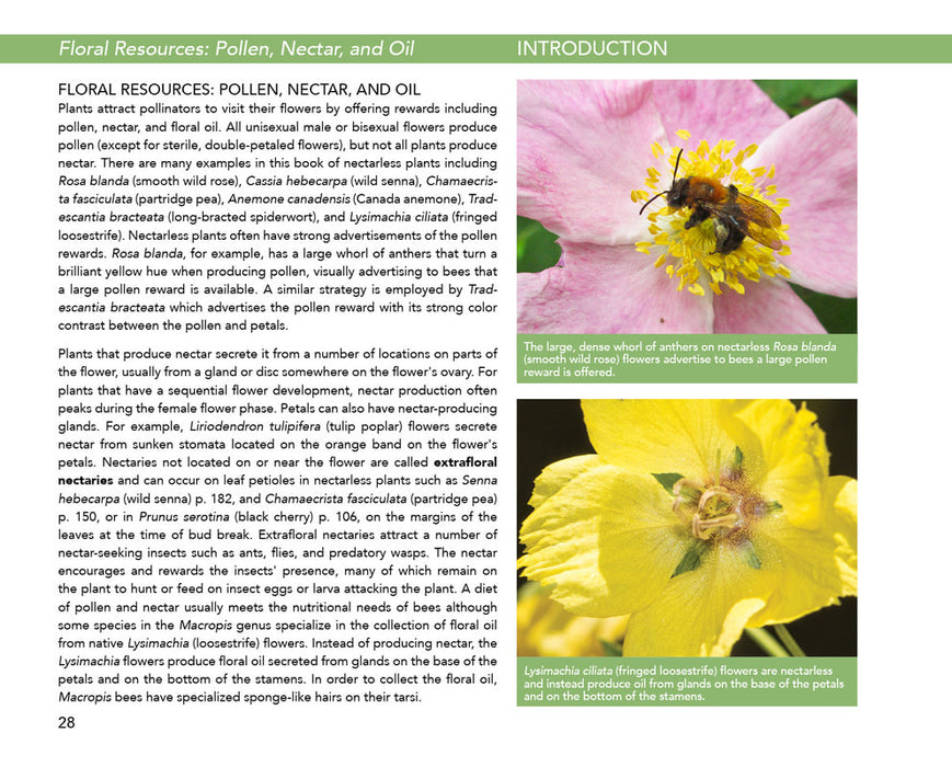 Bees: An Identification and Native Plant Forage Guide by Heather Holm