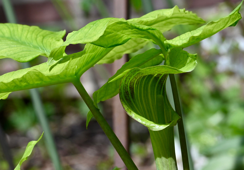 Jack-in-the-Pulpit (Arisaema triphyllum) BARE ROOT