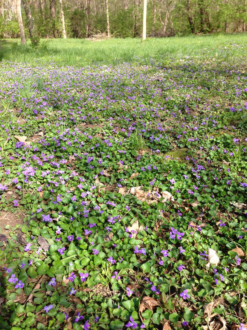 Common Blue Violet (Viola sororia) BARE ROOT - SHIPS STARTING 03/11