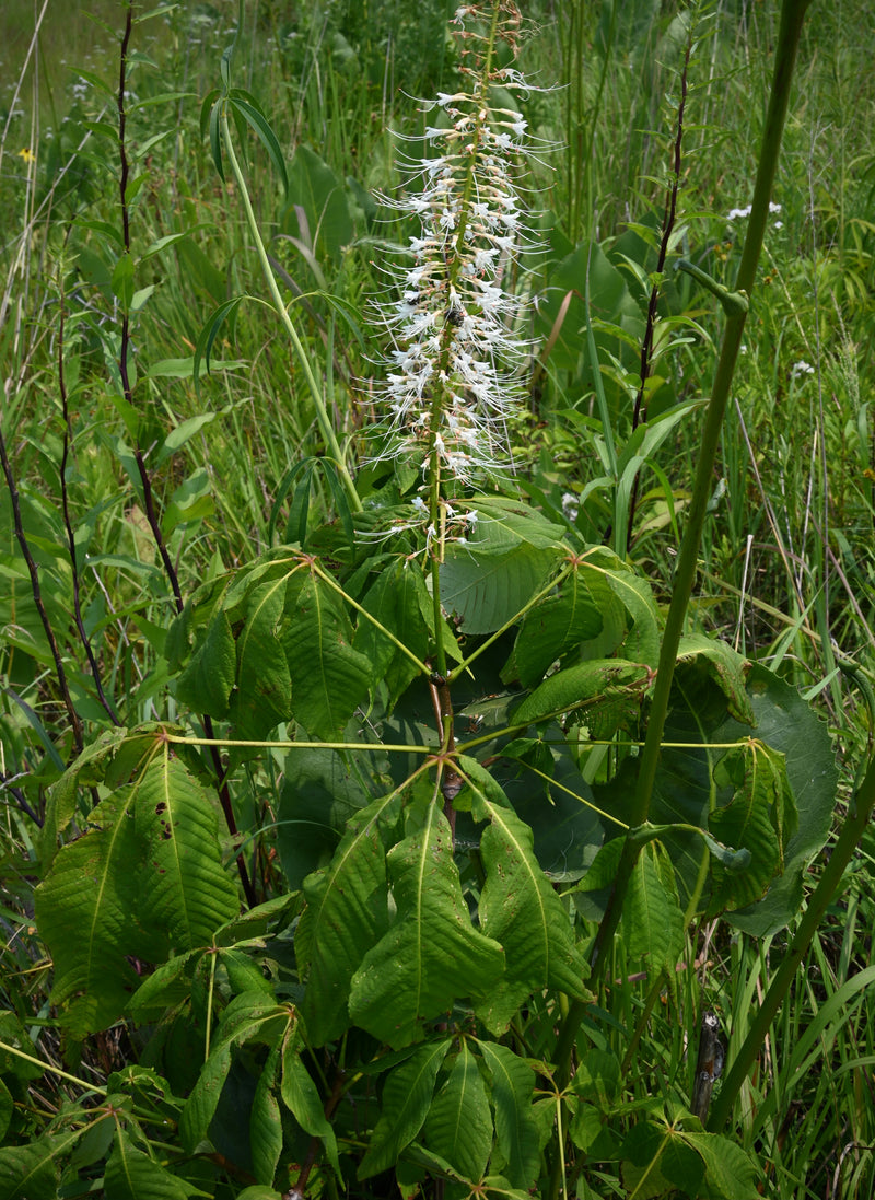 Bottlebrush Buckeye (Aesculus parviflora)