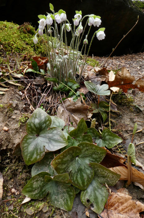 Sharp-lobed Hepatica (Hepatica nobilis var. acutiloba) BARE ROOT