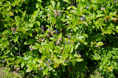 Low-Bush Blueberry (Vaccinium angustifolium)