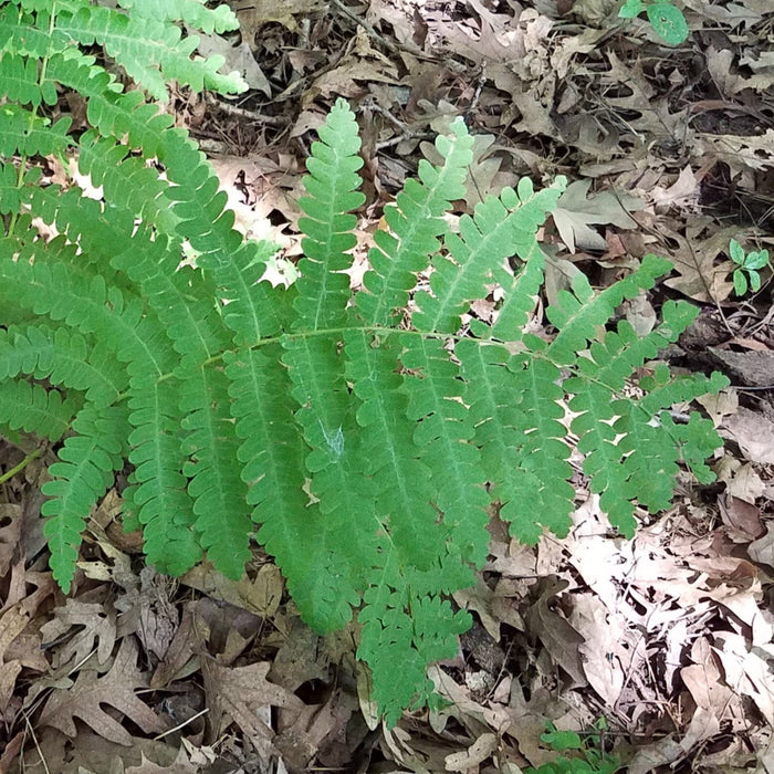 Interrupted Fern (Osmunda claytoniana) BARE ROOT