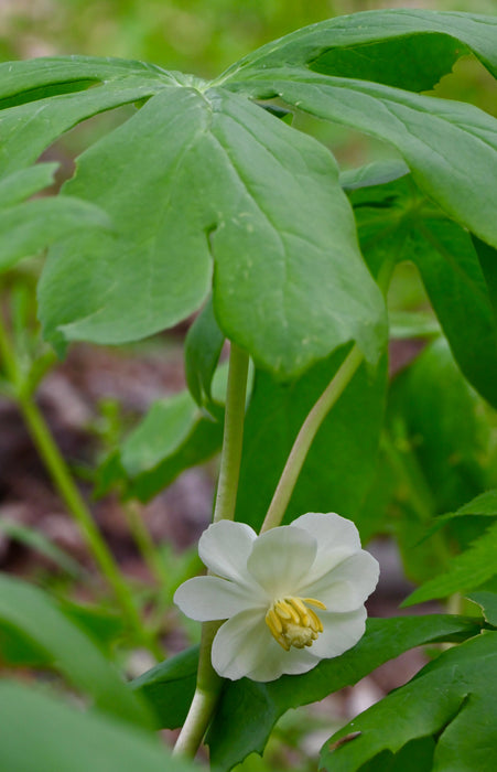 Mayapple (Podophyllum peltatum) BARE ROOT