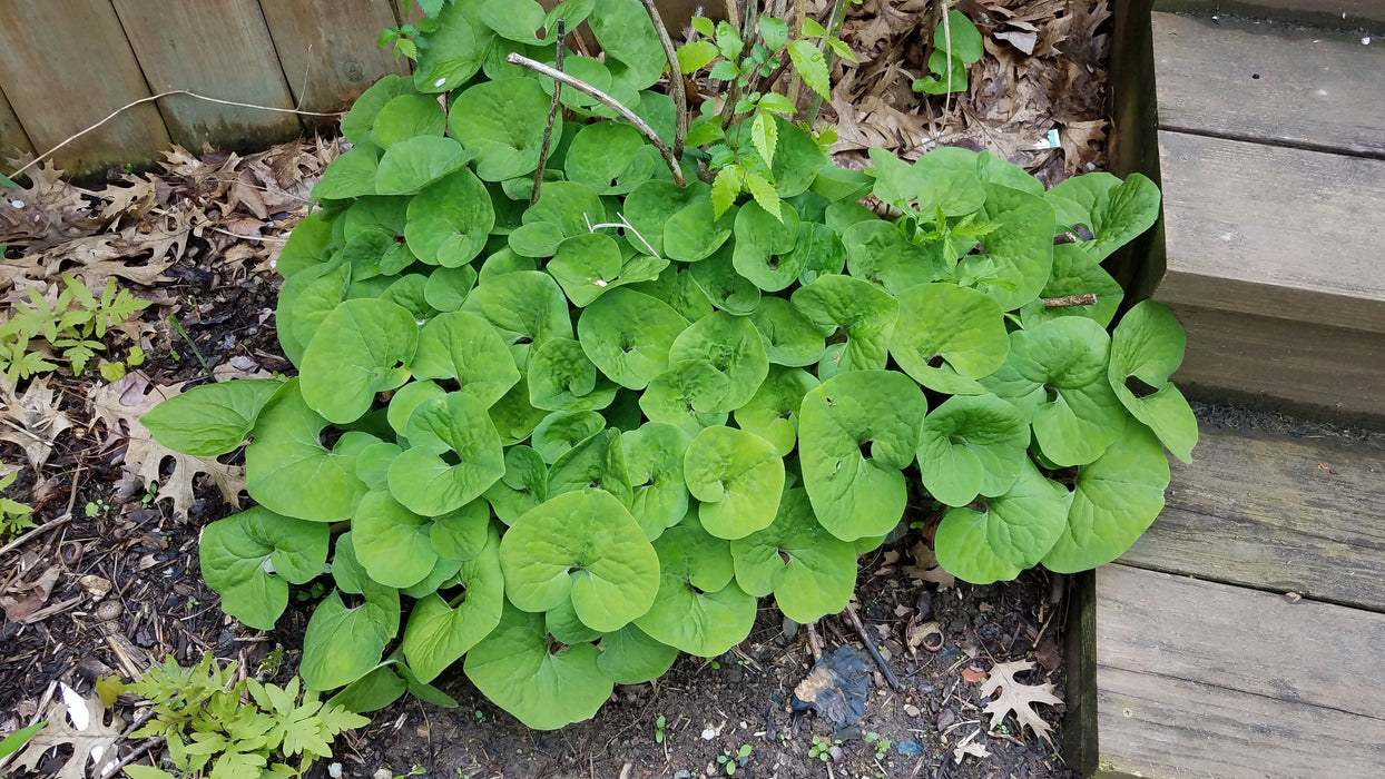 Wild Ginger (Asarum canadense) BARE ROOT