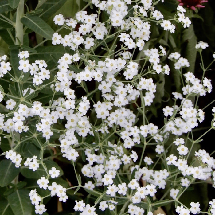 Seed Pack - Flowering Spurge (Euphorbia corollata)