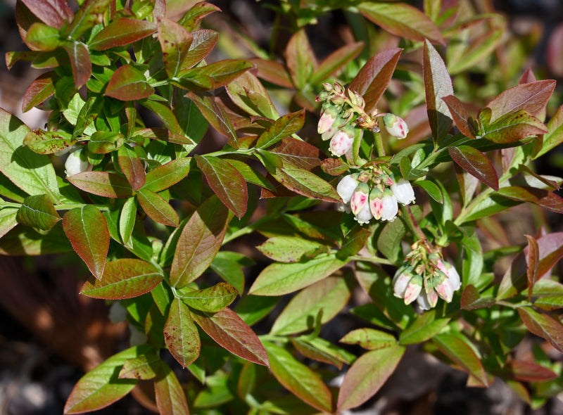 Low-Bush Blueberry (Vaccinium angustifolium)