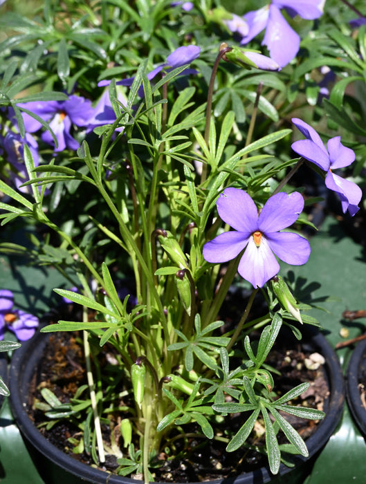 Bird’s Foot Violet (Viola pedata) BARE ROOT
