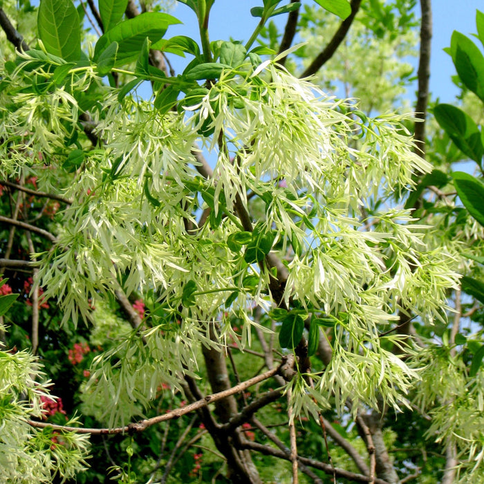 Fringetree (Chionanthus virginicus)