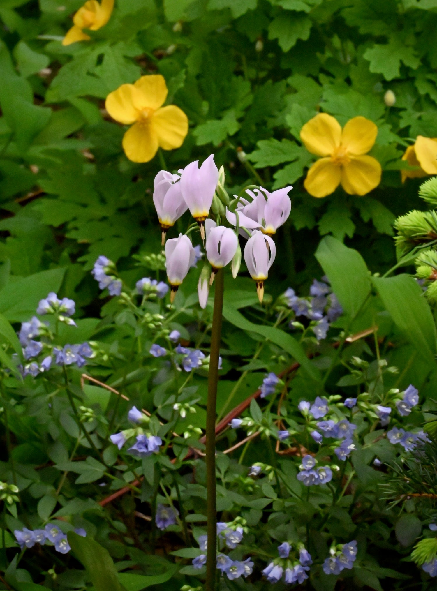 Winter Bare Root Sale is Coming Soon!