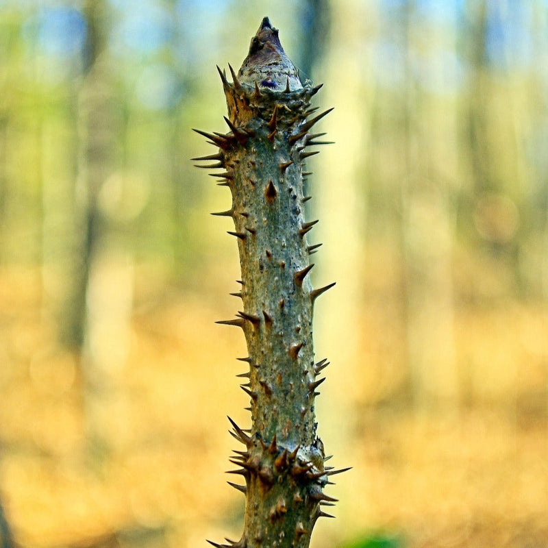 Devil's Walkingstick (Aralia spinosa)