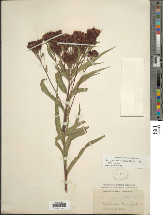 Smooth Ironweed (Vernonia fasciculata) 1 GAL