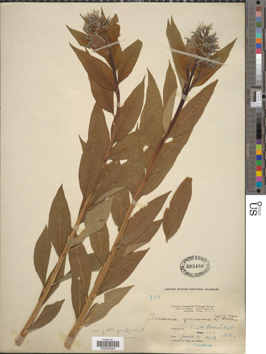 Eastern Bluestar (Amsonia tabernaemontana) 1 GAL