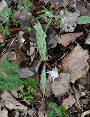 White Trout Lily (Erythronium albidum) BARE ROOT