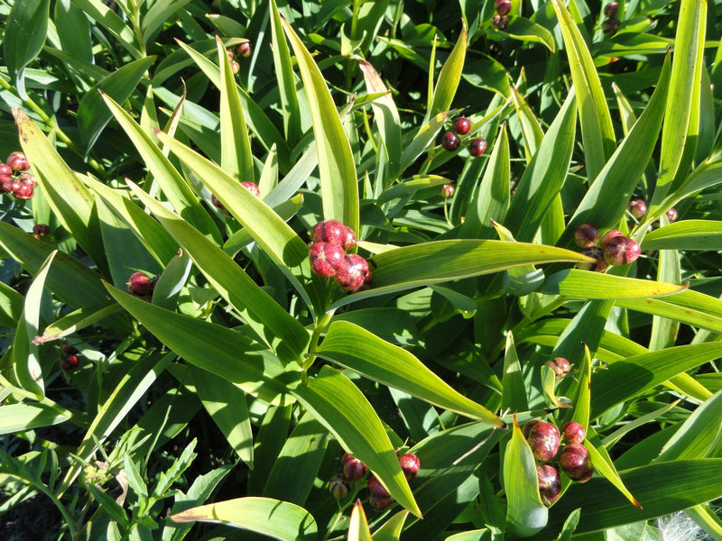 Starry Solomon’s Plume (Maianthemum stellatum) BARE ROOT - SHIPS BEGINNING WEEK OF 12/2