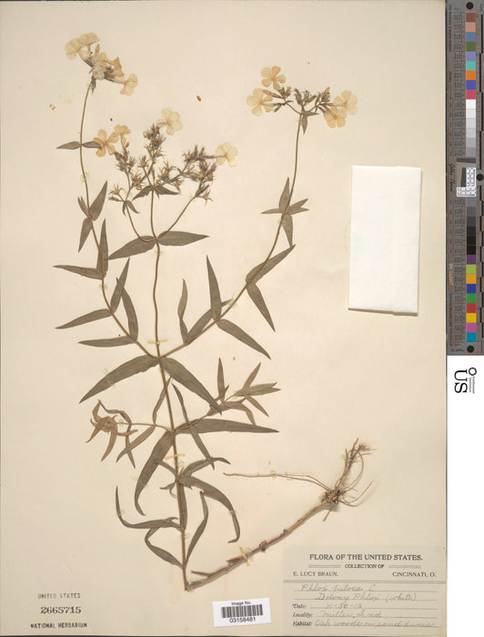 Prairie Phlox (Phlox pilosa) 1 GAL