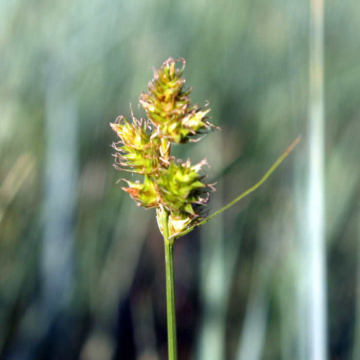 Plains Oval Sedge (Carex brevior) 1 GAL